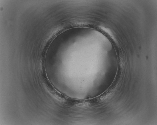 X0000077390447200611032005