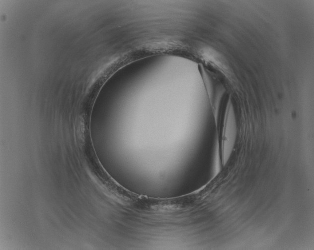 X0000077390448200611032005