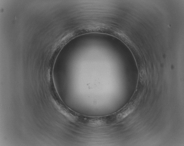 X0000077390454200611032006