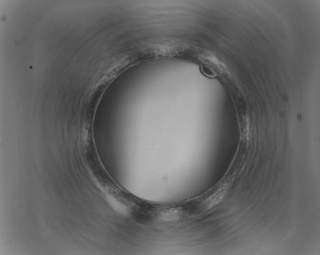 X0000077390456200611032006