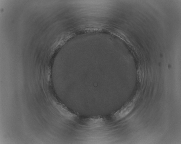 X0000077390458200611032006