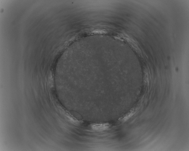 X0000077390465200611032006