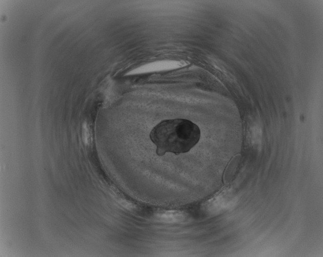 X0000077390467200611032006