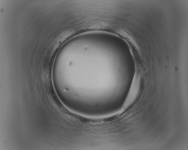 X0000077390483200611032005