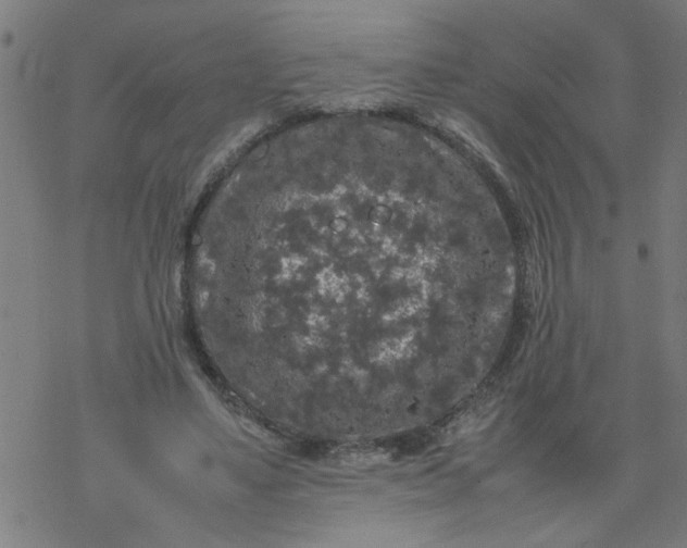 X0000077390491200611032005