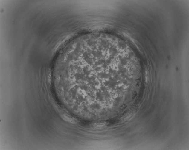 X0000077390495200611032005