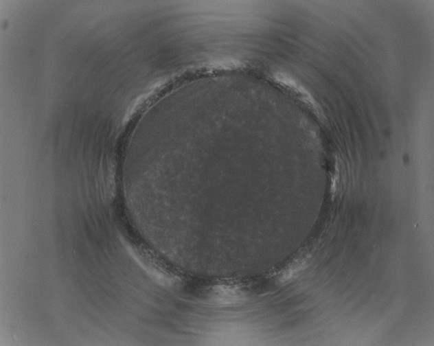 X0000077390496200611032005