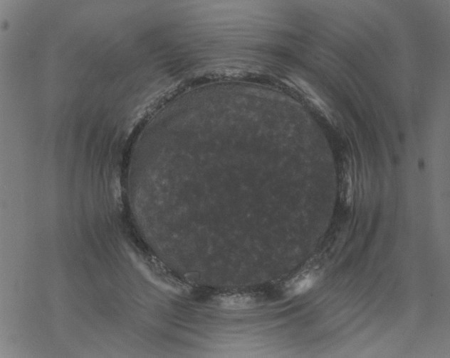 X0000077390500200611032005