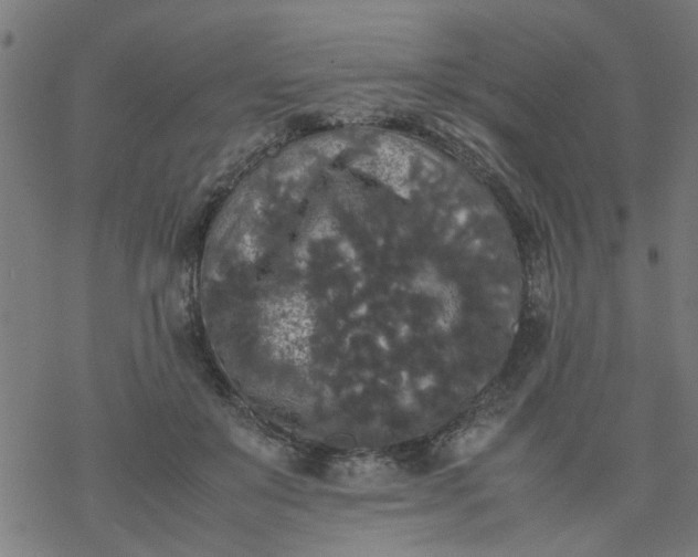 X0000077390503200611032005