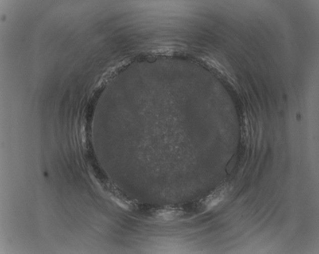 X0000077390504200611032005