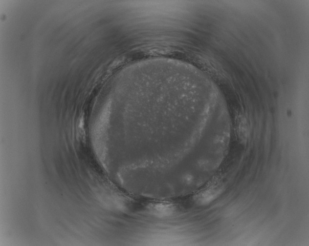 X0000077390506200611032005