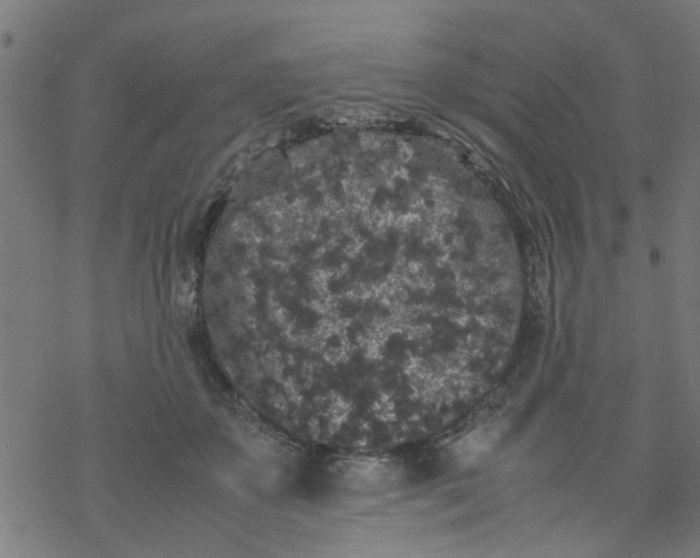 X0000077390507200611032005