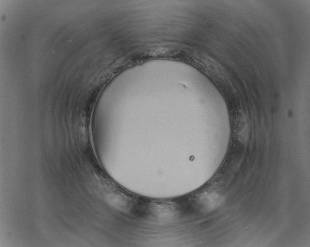 X0000077390510200611032005