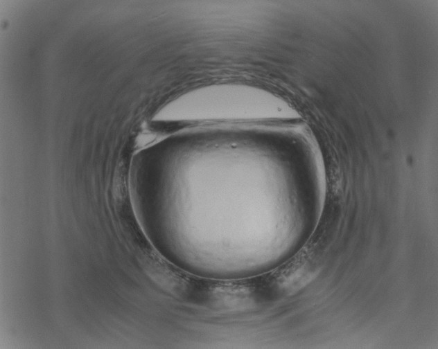 X0000077390515200611032005