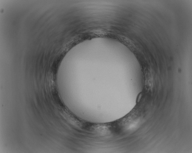 X0000077390518200611032005