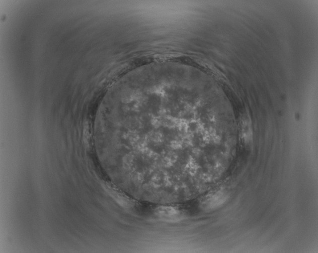 X0000077390519200611032005