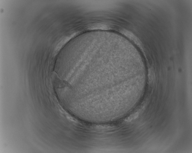 X0000077390529200611032004