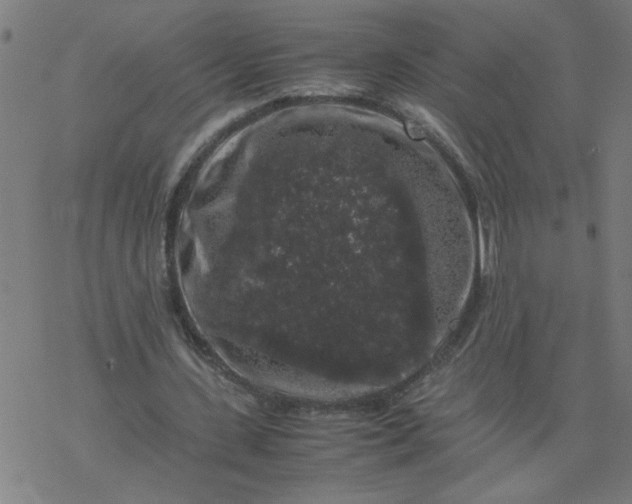 X0000077390531200611032004