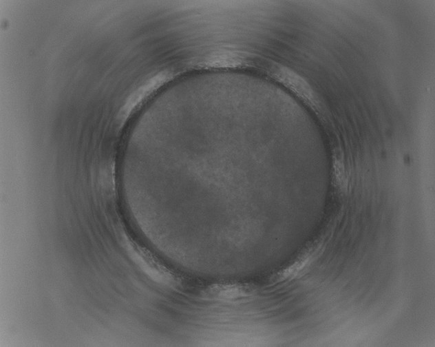 X0000077390534200611032004