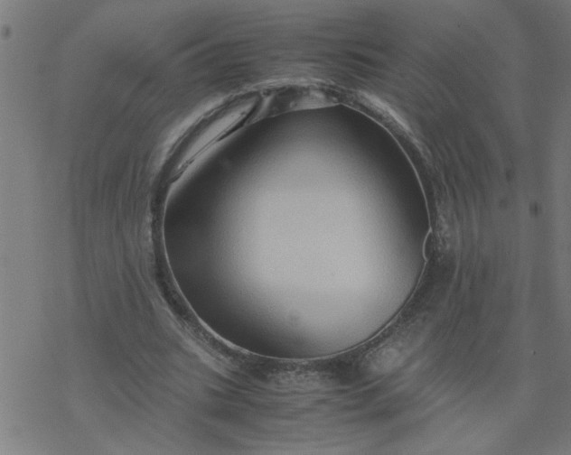 X0000077390535200611032004