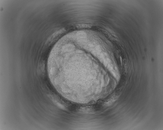 X0000077390550200611032004