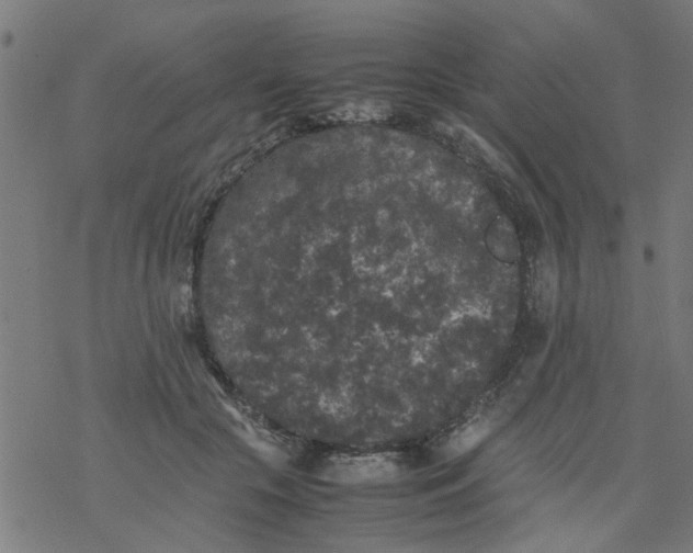 X0000077390553200611032004