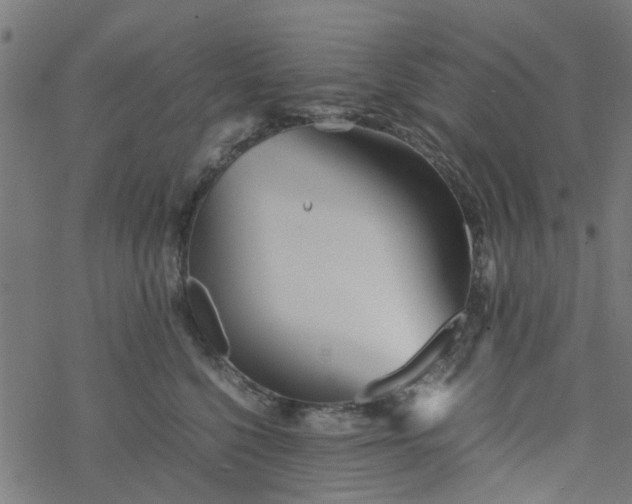 X0000077390568200611032004