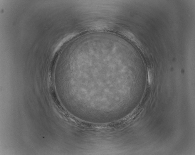 X0000077390579200611032004