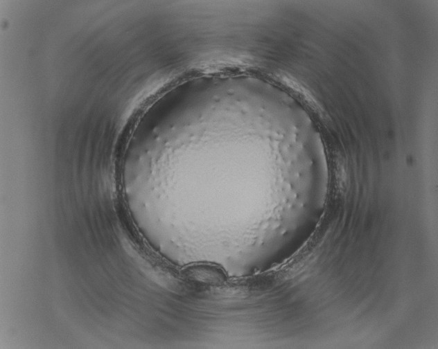 X0000077390582200611032004