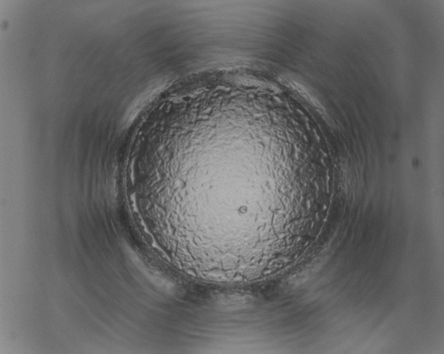 X0000077390586200611032003