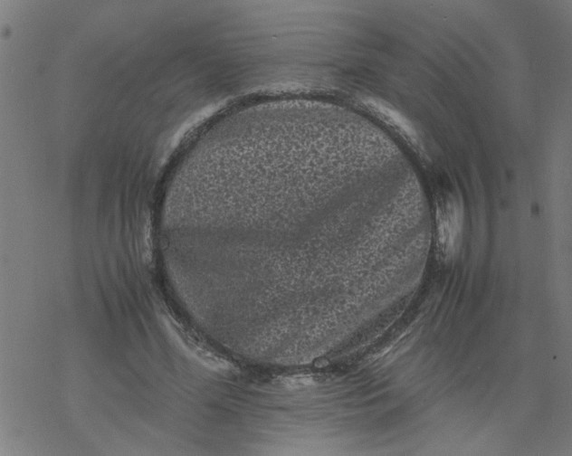 X0000077390588200611032003