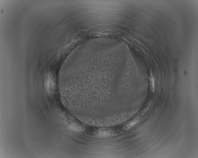 X0000077390608200611032003