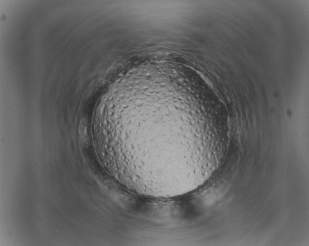 X0000077390615200611032003