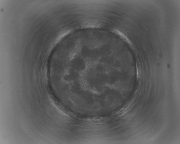 X0000077390627200611032002