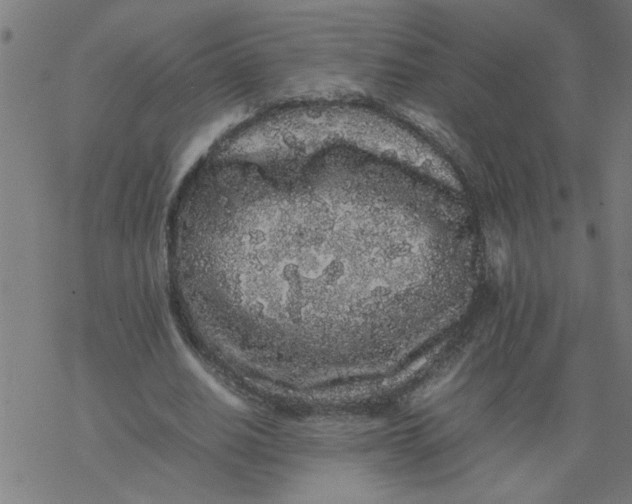 X0000077390630200611032002