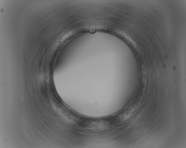 X0000077390631200611032002