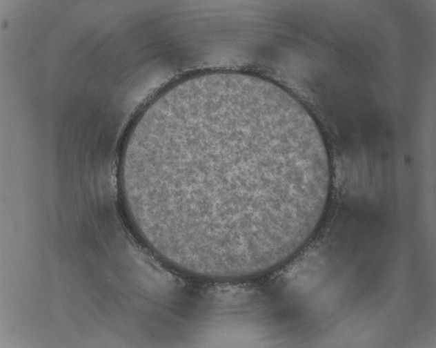 X0000077390632200611032002