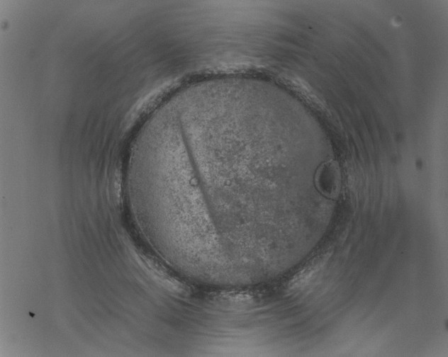 X0000077390640200611032002