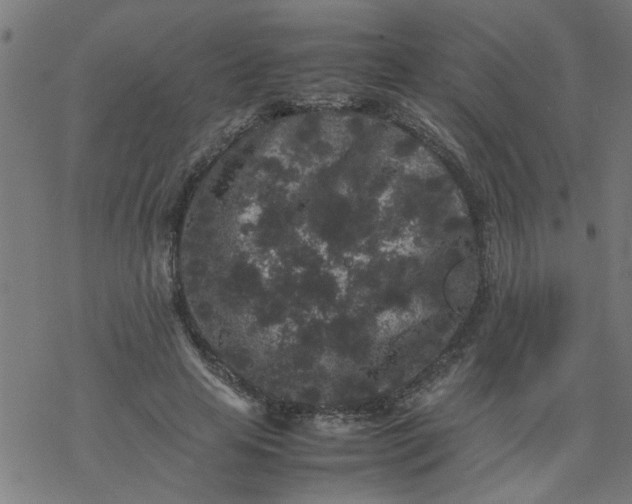 X0000077390641200611032002