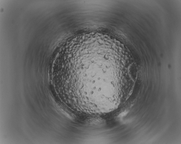 X0000077390642200611032002