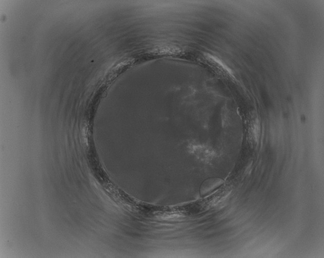 X0000077390643200611032002