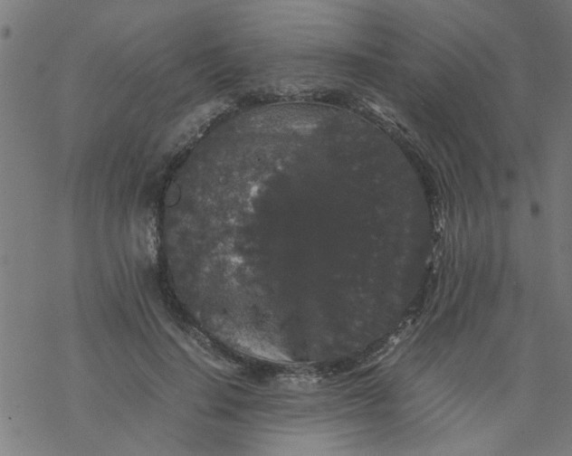 X0000077390644200611032002