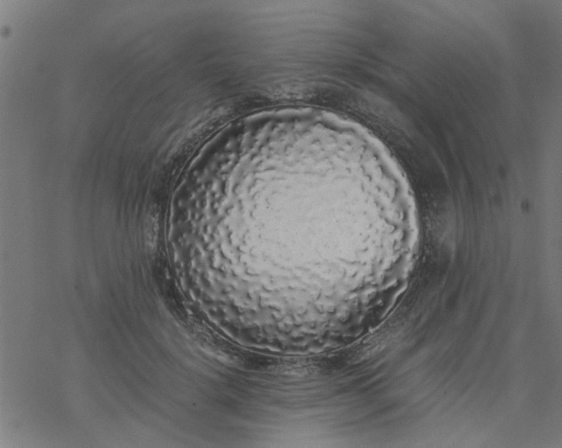 X0000077390652200611032003