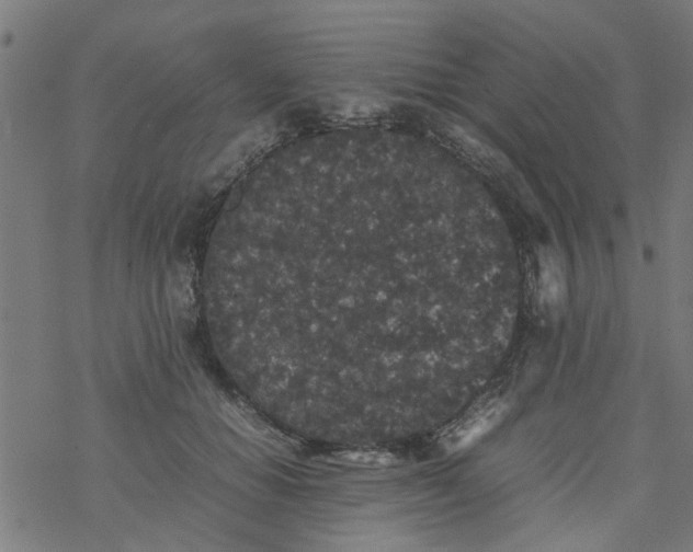 X0000077390654200611032003