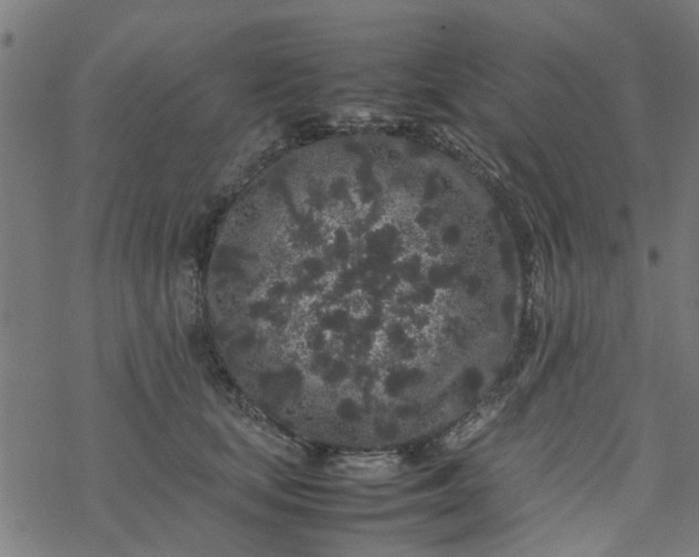 X0000077390659200611032003