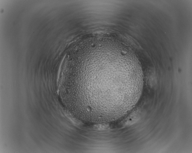 X0000077390660200611032003