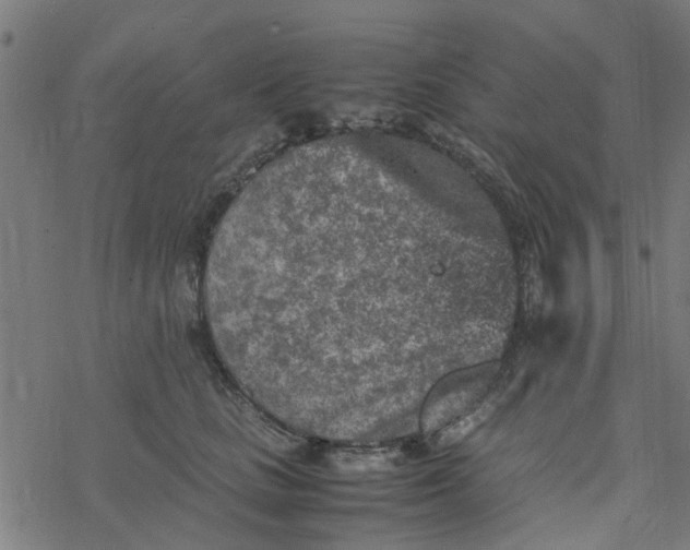 X0000077390661200611032003