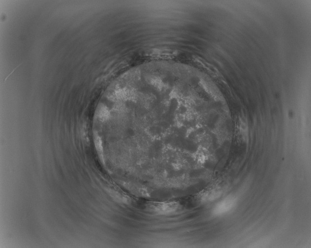 X0000077390663200611032003