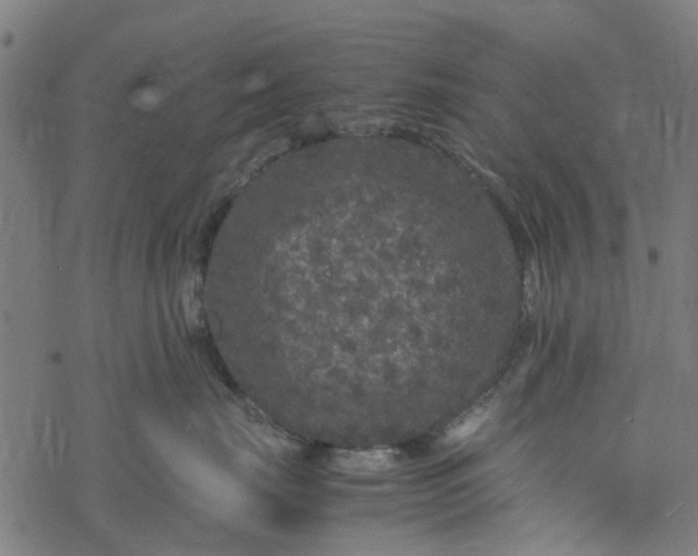 X0000077390671200611032003