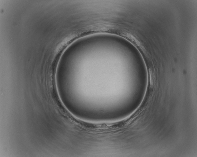 X0000077390675200611032002